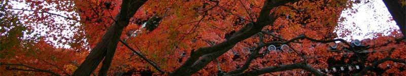 栗きんとんの口コミ情報